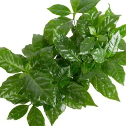 Grünpflanzen Trend-Mix Für Sonnig/halbschattige Standorte, Topf 12 Cm Ø -Die grüne Ecke 0220150064