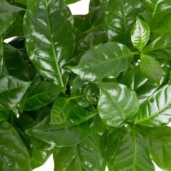 Grünpflanzen Trend-Mix Für Sonnig/halbschattige Standorte, Topf 12 Cm Ø -Die grüne Ecke 0220150064 1