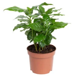 Grünpflanzen Trend-Mix Für Sonnig/halbschattige Standorte, Topf 12 Cm Ø -Die grüne Ecke 0220150064 1 1