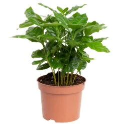 Grünpflanzen Trend-Mix Für Sonnig/halbschattige Standorte, Topf 12 Cm Ø -Die grüne Ecke 0220150064 2