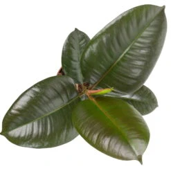 Grünpflanzen Trend-Mix Für Halbschattig/schattige Standorte, Topf 12 Cm Ø -Die grüne Ecke 0220150064 3