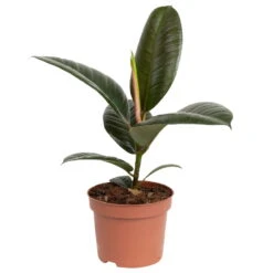 Grünpflanzen Trend-Mix Für Halbschattig/schattige Standorte, Topf 12 Cm Ø -Die grüne Ecke 0220150064 5