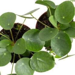 Grünpflanzen Trend-Mix Für Sonnig/halbschattige Standorte, Topf 12 Cm Ø -Die grüne Ecke 0220150064 6