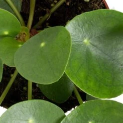 Grünpflanzen Trend-Mix Für Sonnig/halbschattige Standorte, Topf 12 Cm Ø -Die grüne Ecke 0220150064 6 1