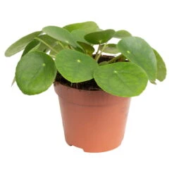 Grünpflanzen Trend-Mix Für Sonnig/halbschattige Standorte, Topf 12 Cm Ø -Die grüne Ecke 0220150064 7