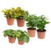 Grünpflanzen Trend-Mix Für Sonnig/halbschattige Standorte, Topf 12 Cm Ø -Die grüne Ecke 0220150066 Trend Mix4 6er Set