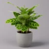 Calathea Zebrina, Topf-Ø 14 Cm, Höhe Ca. 35-45 Cm -Die grüne Ecke 0220160007 Calathea zebrina 12