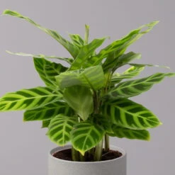 Calathea Zebrina, Topf-Ø 14 Cm, Höhe Ca. 35-45 Cm -Die grüne Ecke 0220160007 Calathea zebrina 22