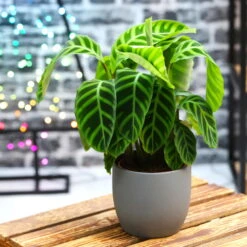 Calathea Zebrina, Topf-Ø 14 Cm, Höhe Ca. 35-45 Cm -Die grüne Ecke 0220160007 Calathea zebrina