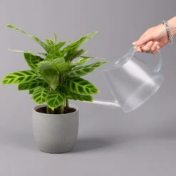 Calathea Zebrina, Topf-Ø 14 Cm, Höhe Ca. 35-45 Cm -Die grüne Ecke 0220160007 Calathea zebrina 32