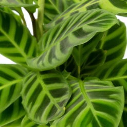 Calathea Zebrina, Topf-Ø 14 Cm, Höhe Ca. 35-45 Cm -Die grüne Ecke 0220160007 Calathea zebrina 42