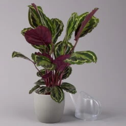 Calathea 'Medallion', Topf-Ø 19 Cm, Höhe Ca. 85 Cm -Die grüne Ecke 0220160008 Calathea Medaillon 19cm 3 109549
