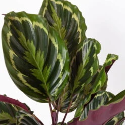 Calathea 'Medallion', Topf-Ø 19 Cm, Höhe Ca. 85 Cm -Die grüne Ecke 0220160008 Calathea Medaillon 19cm 4 109550