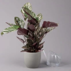 Calathea Ornata, Topf-Ø 19 Cm, Höhe Ca. 65-85 Cm -Die grüne Ecke 0220160024 Calathea ornata Sandriana 3 109167