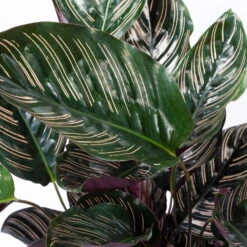 Calathea Ornata, Topf-Ø 19 Cm, Höhe Ca. 65-85 Cm -Die grüne Ecke 0220160024 Calathea ornata Sandriana 4 109168
