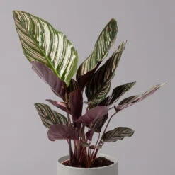 Calathea Ornata, Topf-Ø 14 Cm, Höhe Ca. 50 Cm -Die grüne Ecke 0220160026 Calathea sanderiana Ornata 22