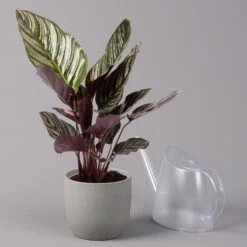 Calathea Ornata, Topf-Ø 14 Cm, Höhe Ca. 50 Cm -Die grüne Ecke 0220160026 Calathea sanderiana Ornata 3