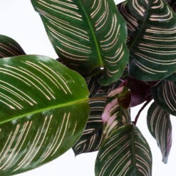 Calathea Ornata, Topf-Ø 14 Cm, Höhe Ca. 50 Cm -Die grüne Ecke 0220160026 Calathea sanderiana Ornata 4