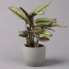 Calathea Majestica 'Whitestar', Topf-Ø 14 Cm, Höhe Ca. 35-45 Cm -Die grüne Ecke 0220160027 Calathea majestica Whitestar 14cm 1