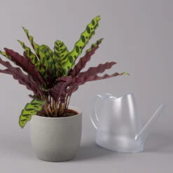 Calathea Lancifolia, Topf-Ø 14 Cm, Höhe Ca. 30-50 Cm -Die grüne Ecke 0220160028 Calathea lancifolia 14cm 3