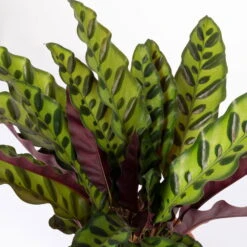 Calathea Lancifolia, Topf-Ø 14 Cm, Höhe Ca. 30-50 Cm -Die grüne Ecke 0220160028 Calathea lancifolia 14cm 4