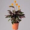 Calathea Crocata, Topf-Ø 14 Cm, Höhe Ca. 40 Cm -Die grüne Ecke 0220160082 Calathea crocata T14 4 117751