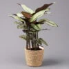 Calathea Majestica 'Whitestar' Mit Dekokorb Osaka, Topf-Ø 19cm, Höhe Ca. 60-80cm -Die grüne Ecke 0220160142 Calathea maj Whitestar mit Korb Osaka 1