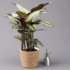 Calathea Majestica 'Whitestar' Mit Dekokorb Osaka, Topf-Ø 19cm, Höhe Ca. 60-80cm -Die grüne Ecke 0220160142 Calathea maj Whitestar mit Korb Osaka 3