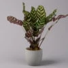 Calathea Makoyana, Topf-Ø 17 Cm, Höhe Ca. 45 Cm -Die grüne Ecke 0220160146 Calathea Makoyana 17cm 1