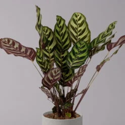 Calathea Makoyana, Topf-Ø 17 Cm, Höhe Ca. 45 Cm -Die grüne Ecke 0220160146 Calathea Makoyana 17cm 2