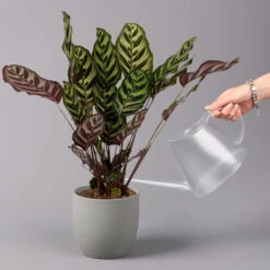 Calathea Makoyana, Topf-Ø 17 Cm, Höhe Ca. 45 Cm -Die grüne Ecke 0220160146 Calathea Makoyana 17cm 3