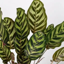 Calathea Makoyana, Topf-Ø 17 Cm, Höhe Ca. 45 Cm -Die grüne Ecke 0220160146 Calathea Makoyana 17cm 4