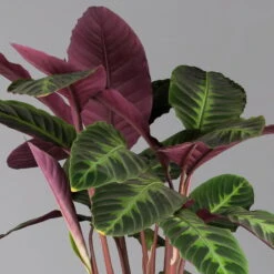 Calathea Warscewiczii, Topf-Ø 21 Cm. Höhe Ca. 80 Cm -Die grüne Ecke 0220160163 Calathea warscewiczii 21cm Topf 1 124585