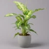 Dieffenbachie 'Mars', Topf-Ø 17cm, Höhe Ca. 50-60 Cm -Die grüne Ecke 0220170044 Dieffenbachia Mars 17 cm 1