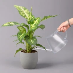 Dieffenbachie 'Mars', Topf-Ø 17cm, Höhe Ca. 50-60 Cm -Die grüne Ecke 0220170044 Dieffenbachia Mars 17 cm 3