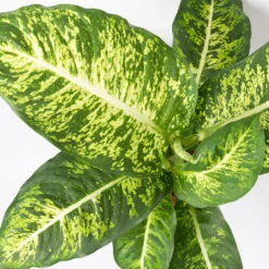 Dieffenbachie 'Mars', Topf-Ø 17cm, Höhe Ca. 50-60 Cm -Die grüne Ecke 0220170044 Dieffenbachia Mars 17 cm 4