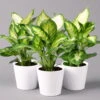 Dieffenbachie 'Camilla' Mit Keramiktopf Dallas Weiß, Topf-Ø12cm, 3er-Set -Die grüne Ecke 0220170075 Dieffenbachia Camilla Dallas weiss 3er Set2