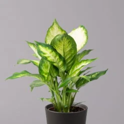 Dieffenbachie 'Camilla' In Keramiktopf Dallas Anthrazit, Topf-Ø 12 Cm, 3er-Set -Die grüne Ecke 0220170076 Dieffenbachia Camilla Dallas anthrazit 2