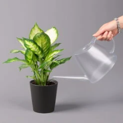 Dieffenbachie 'Camilla' In Keramiktopf Dallas Anthrazit, Topf-Ø 12 Cm, 3er-Set -Die grüne Ecke 0220170076 Dieffenbachia Camilla Dallas anthrazit 3