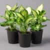 Dieffenbachie 'Camilla' In Keramiktopf Dallas Anthrazit, Topf-Ø 12 Cm, 3er-Set -Die grüne Ecke 0220170076 Dieffenbachia Camilla Dallas anthrazit 3er Set2