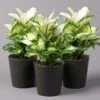 Dieffenbachie 'Cool Beauty' Mit Keramiktopf Anthrazit, Topf-Ø 12 Cm, 3er-Set -Die grüne Ecke 0220170087 Dieffenbachia Cool Beauty Dallas anthrazit 3er Set2