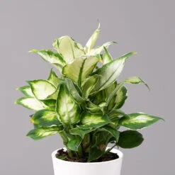 Dieffenbachie 'Cool Beauty' Mit Keramiktopf Dallas Weiß,Topf-Ø12cm, 2er-Set -Die grüne Ecke 0220170088 Dieffenbachia Cool Beauty Dallas weiss 2