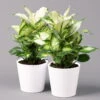 Dieffenbachie 'Cool Beauty' Mit Keramiktopf Dallas Weiß,Topf-Ø12cm, 2er-Set -Die grüne Ecke 0220170088 Dieffenbachia Cool Beauty Dallas weiss 2er Set2