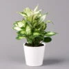 Dieffenbachie 'Cool Beauty' Mit Keramiktopf Dallas Weiß,Topf-Ø12cm,Höhe Ca.25 Cm -Die grüne Ecke 0220170090 Dieffenbachia Cool Beauty Dallas weiss 12