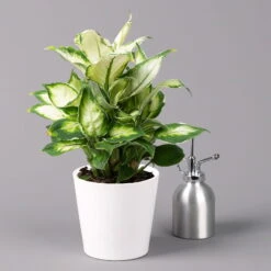 Dieffenbachie 'Cool Beauty' Mit Keramiktopf Dallas Weiß,Topf-Ø12cm,Höhe Ca.25 Cm -Die grüne Ecke 0220170090 Dieffenbachia Cool Beauty Dallas weiss 32