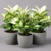 Dieffenbachie 'Cool Beauty', Topf-Ø12cm, Höhe Ca. 25 Cm, 3er-Set -Die grüne Ecke 0220170094 Dieffenbachia Cool Beauty 3er Set 12