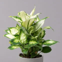 Dieffenbachie 'Cool Beauty', Topf-Ø12cm, Höhe Ca. 25 Cm, 3er-Set -Die grüne Ecke 0220170094 Dieffenbachia Cool Beauty 3er Set 32