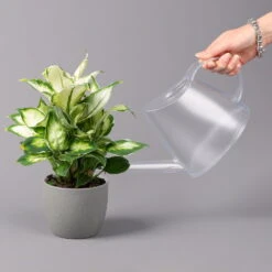 Dieffenbachie 'Cool Beauty', Topf-Ø12cm, Höhe Ca. 25 Cm, 3er-Set -Die grüne Ecke 0220170094 Dieffenbachia Cool Beauty 3er Set 42