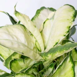 Dieffenbachie 'Cool Beauty', Topf-Ø12cm, Höhe Ca. 25 Cm, 3er-Set -Die grüne Ecke 0220170094 Dieffenbachia Cool Beauty 3er Set 52