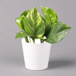 Efeutute Mit Keramiktopf Dallas Weiß, Topf-Ø 12 Cm, Höhe Ca. 15 Cm -Die grüne Ecke 0220180105 Epipremum pinn Dallas weiss 1